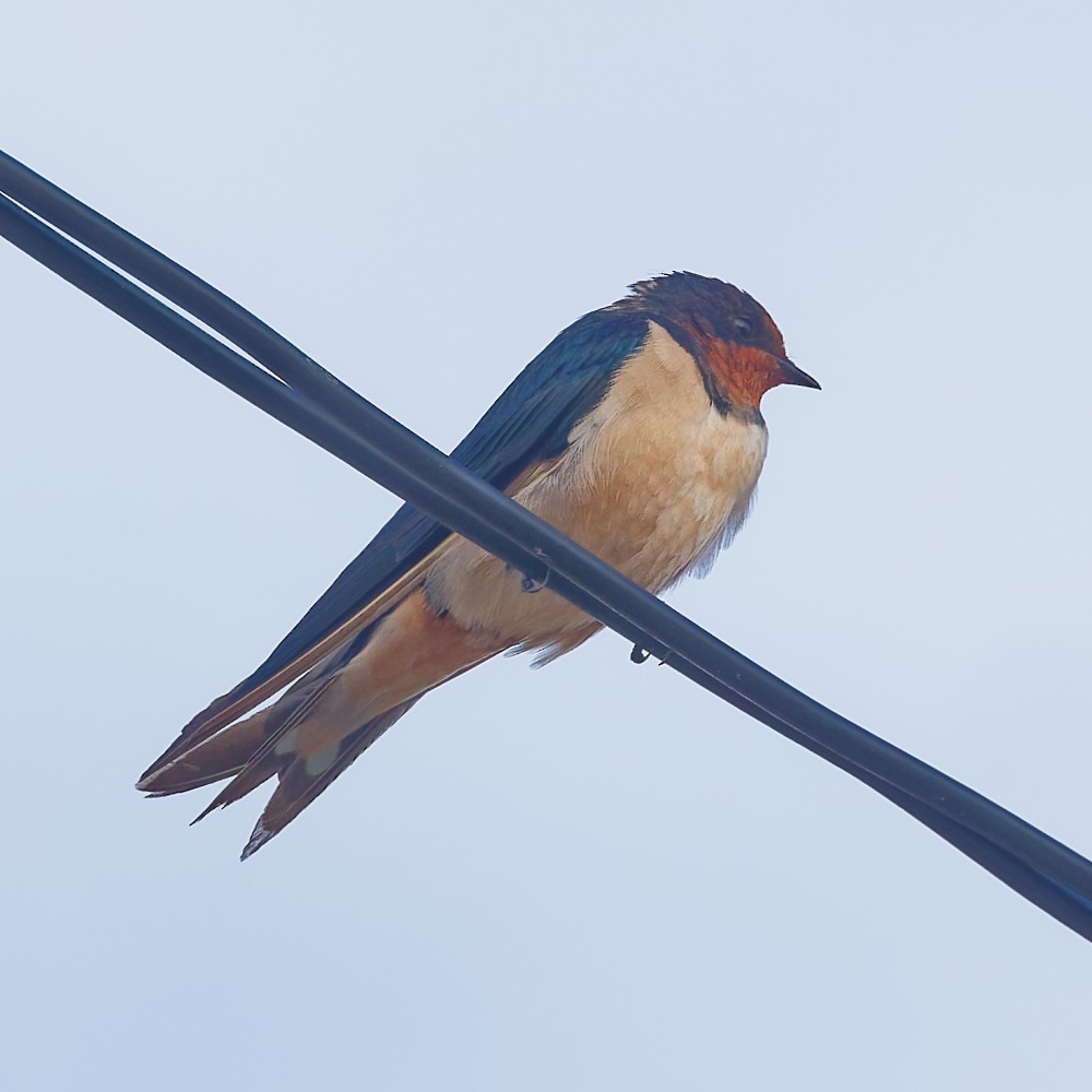 Ластівка сільська - ML646147959