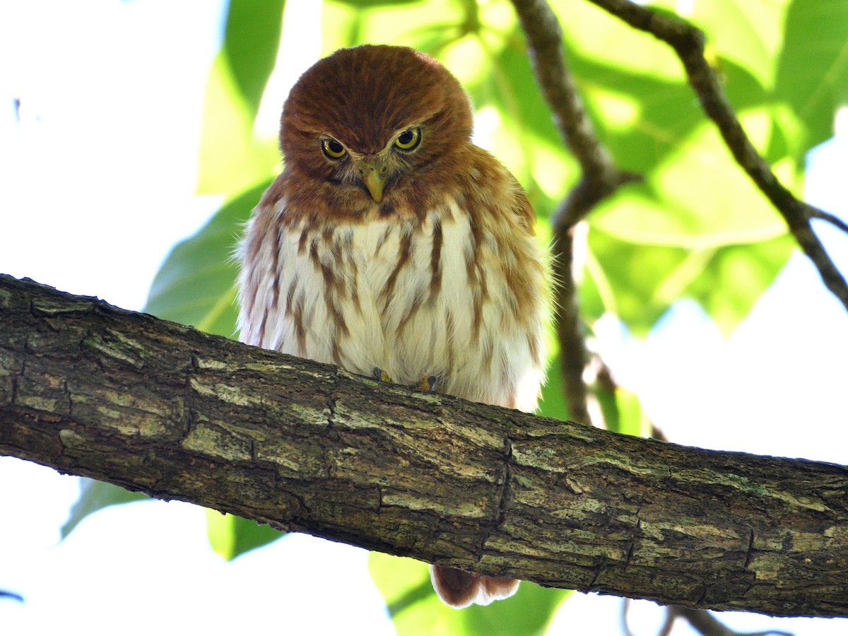 Ferruginous Pygmy-Owl - ML646147960