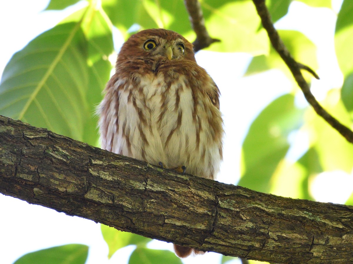Ferruginous Pygmy-Owl - ML646147961