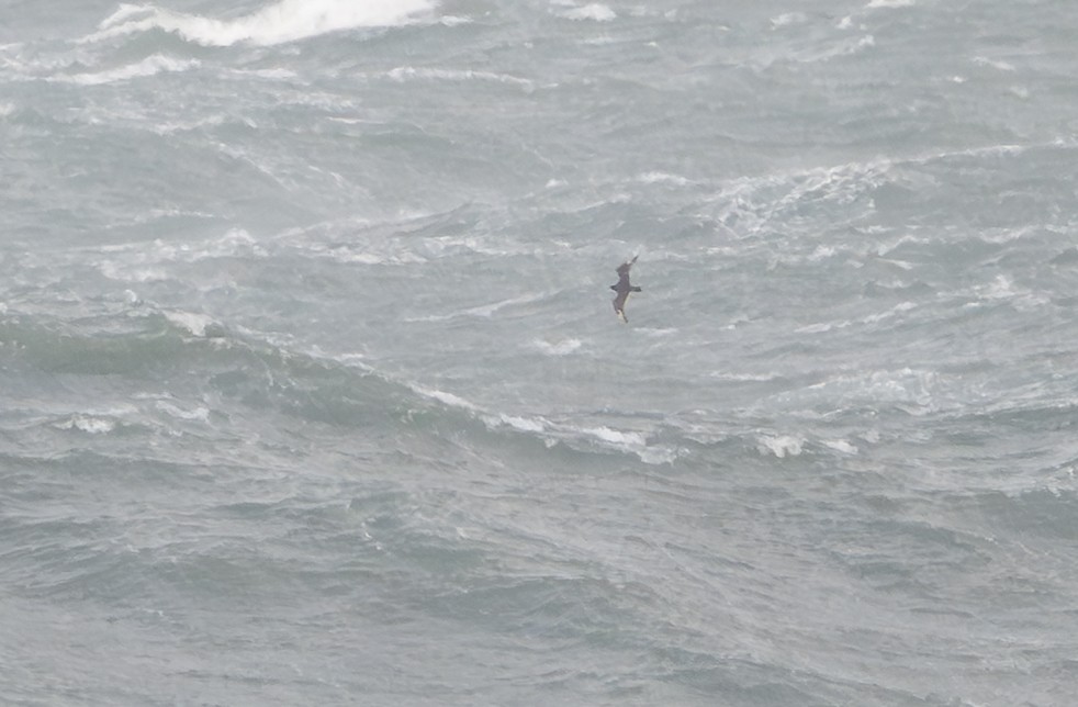 Págalo pomarino/parásito/rabero - ML646147965