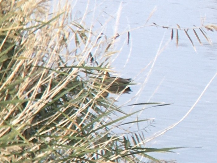 kopřivka obecná - ML646147966