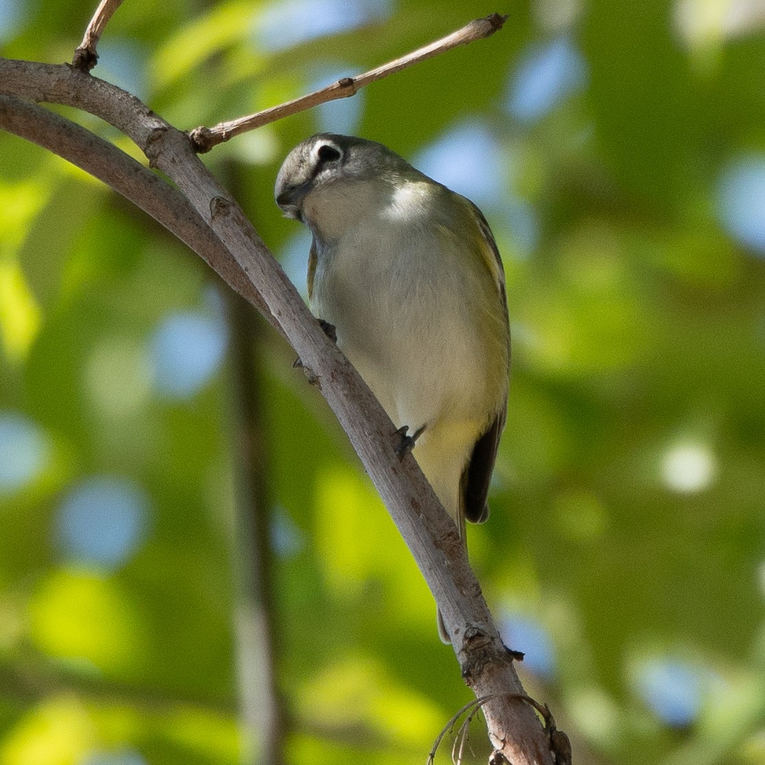 Cassin's/Blue-headed Vireo - ML646147973