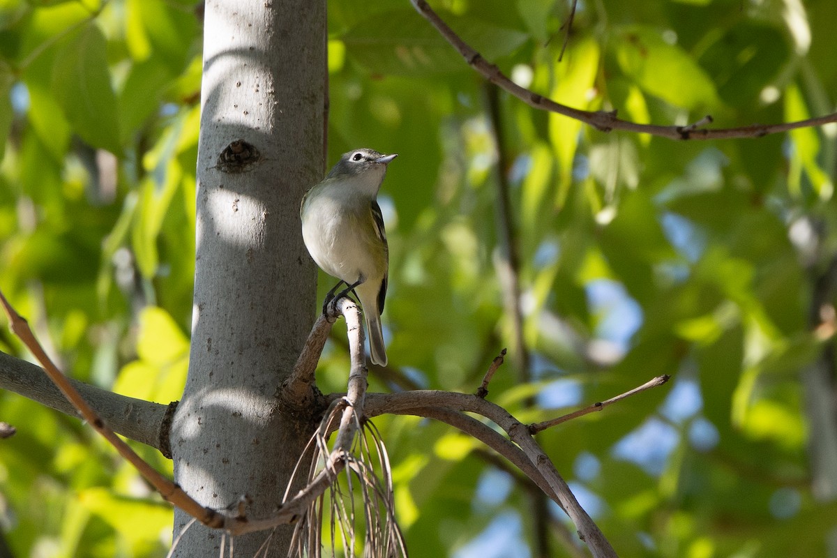 Cassin's/Blue-headed Vireo - ML646147974