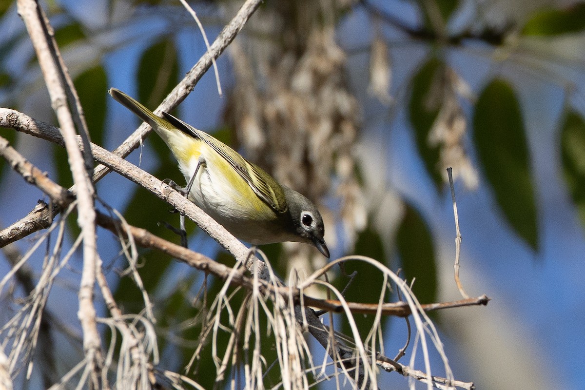 Cassin's/Blue-headed Vireo - ML646147975