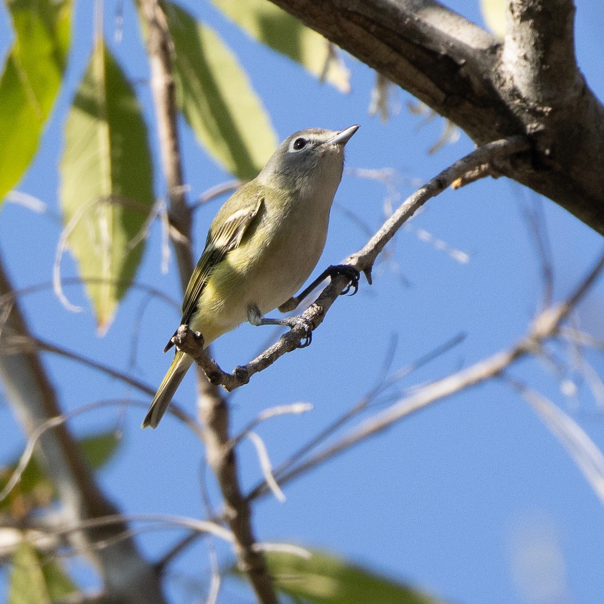Cassin's/Blue-headed Vireo - ML646147976