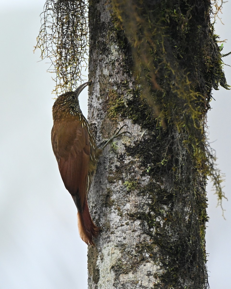 Dağ Tırmaşık - ML646147982