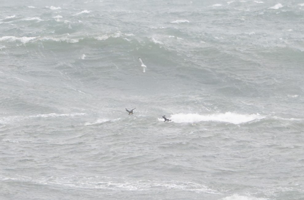 Págalo pomarino/parásito/rabero - ML646147986