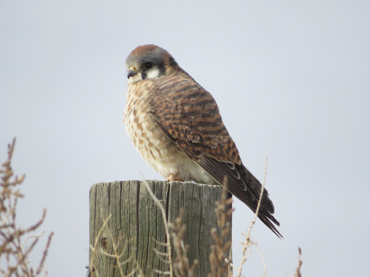American Kestrel - ML646148002