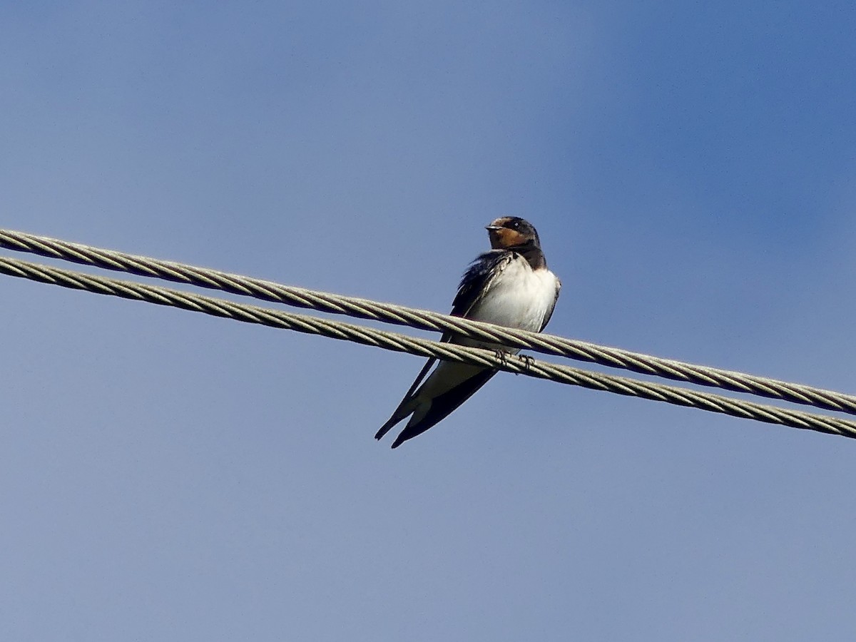 Ластівка сільська (підвид rustica) - ML646148003