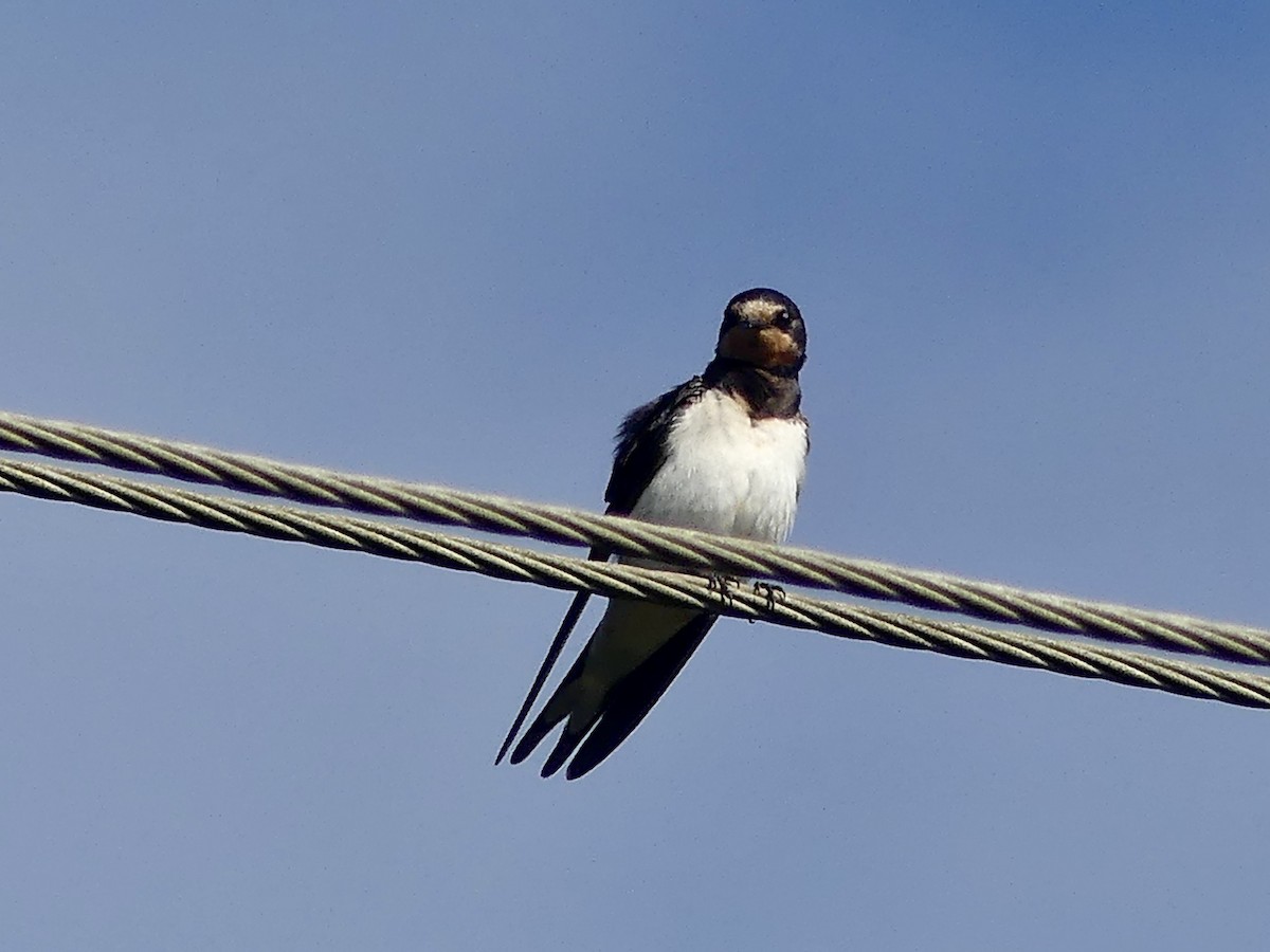 Ластівка сільська (підвид rustica) - ML646148005