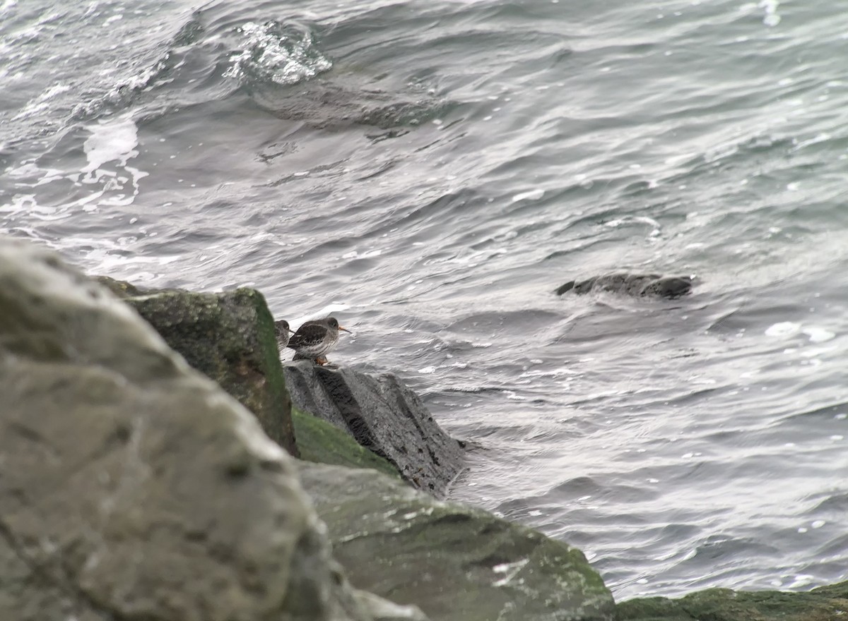 jespák mořský - ML646148010