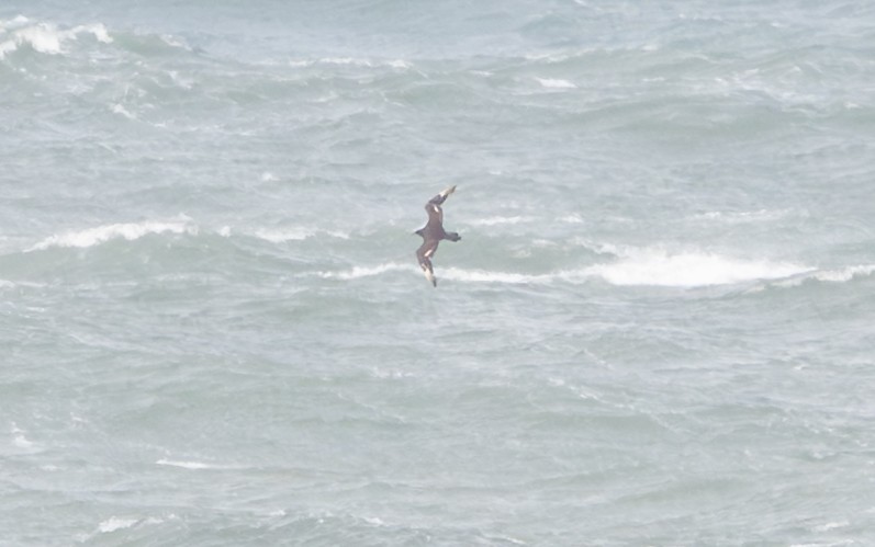 Págalo pomarino/parásito/rabero - ML646148011