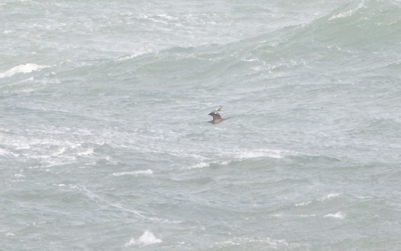 Págalo pomarino/parásito/rabero - ML646148012