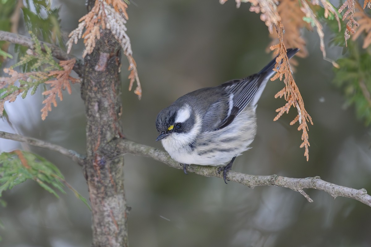 Black-throated Gray Warbler - ML646148013