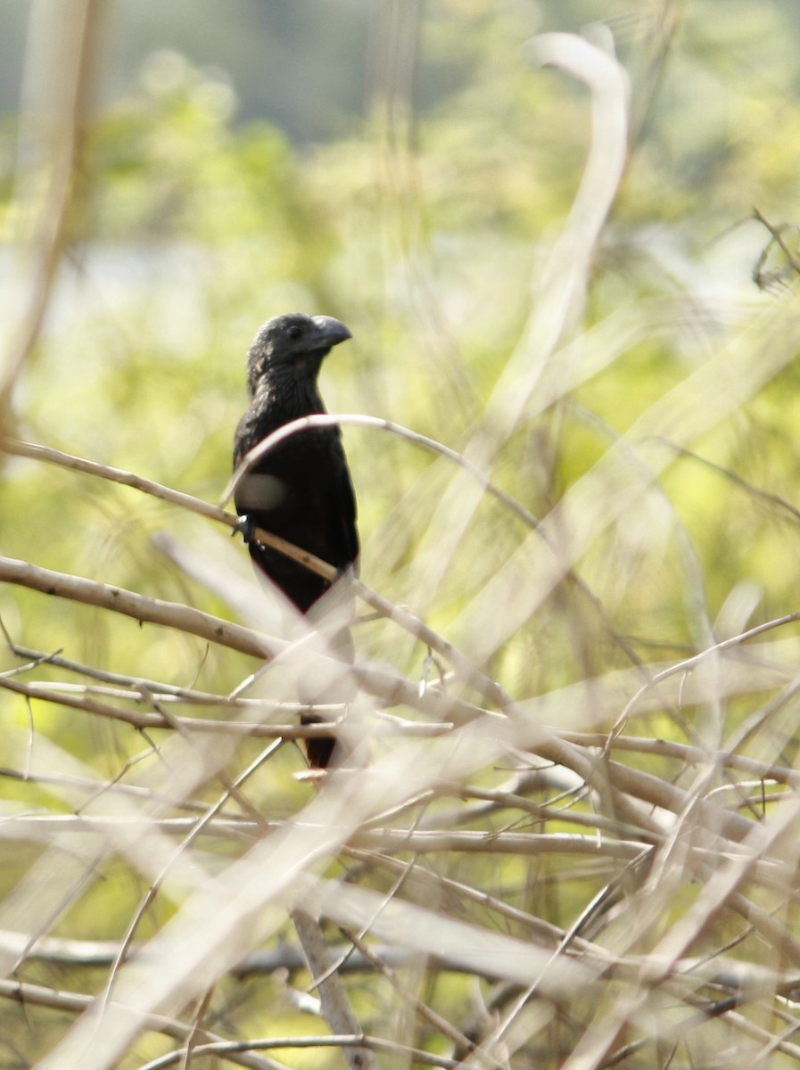 glattnebbani - ML646148015