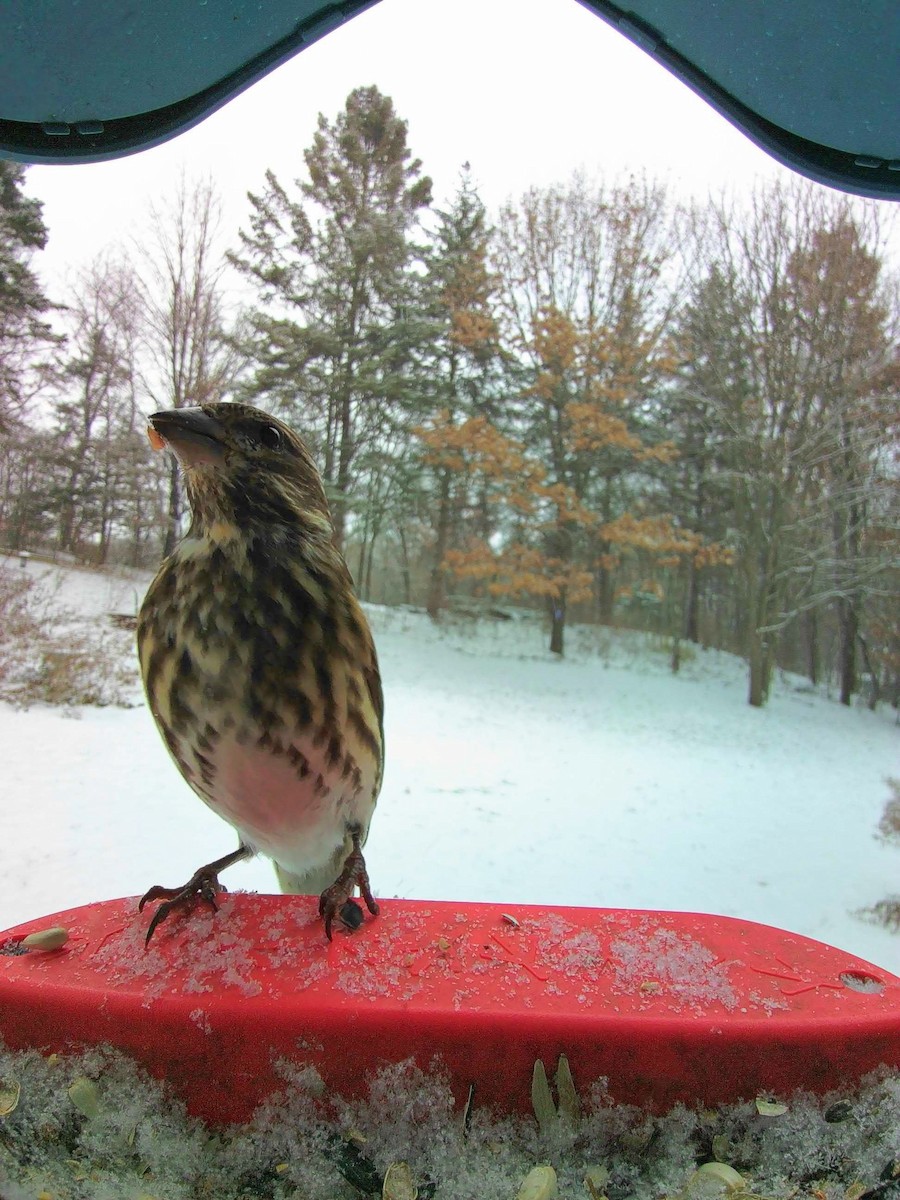 Purple Finch - ML646148017