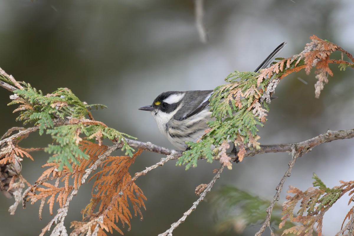 Black-throated Gray Warbler - ML646148023