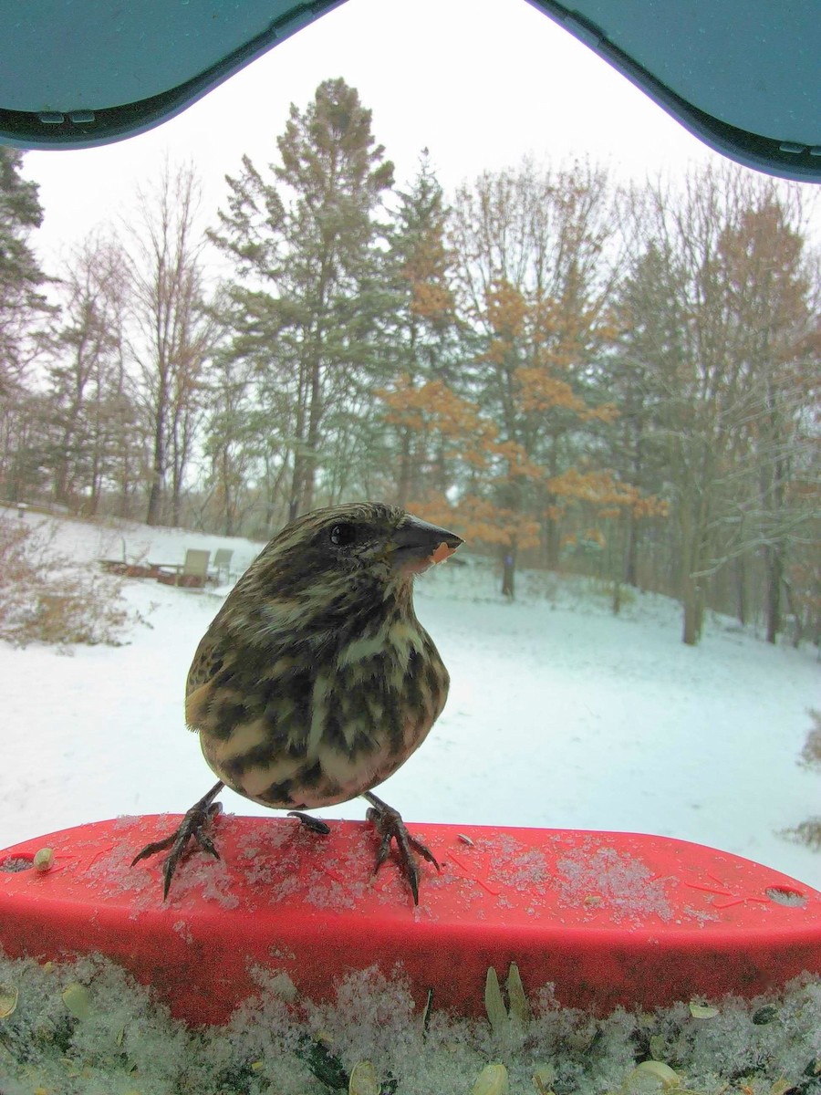 Purple Finch - ML646148029