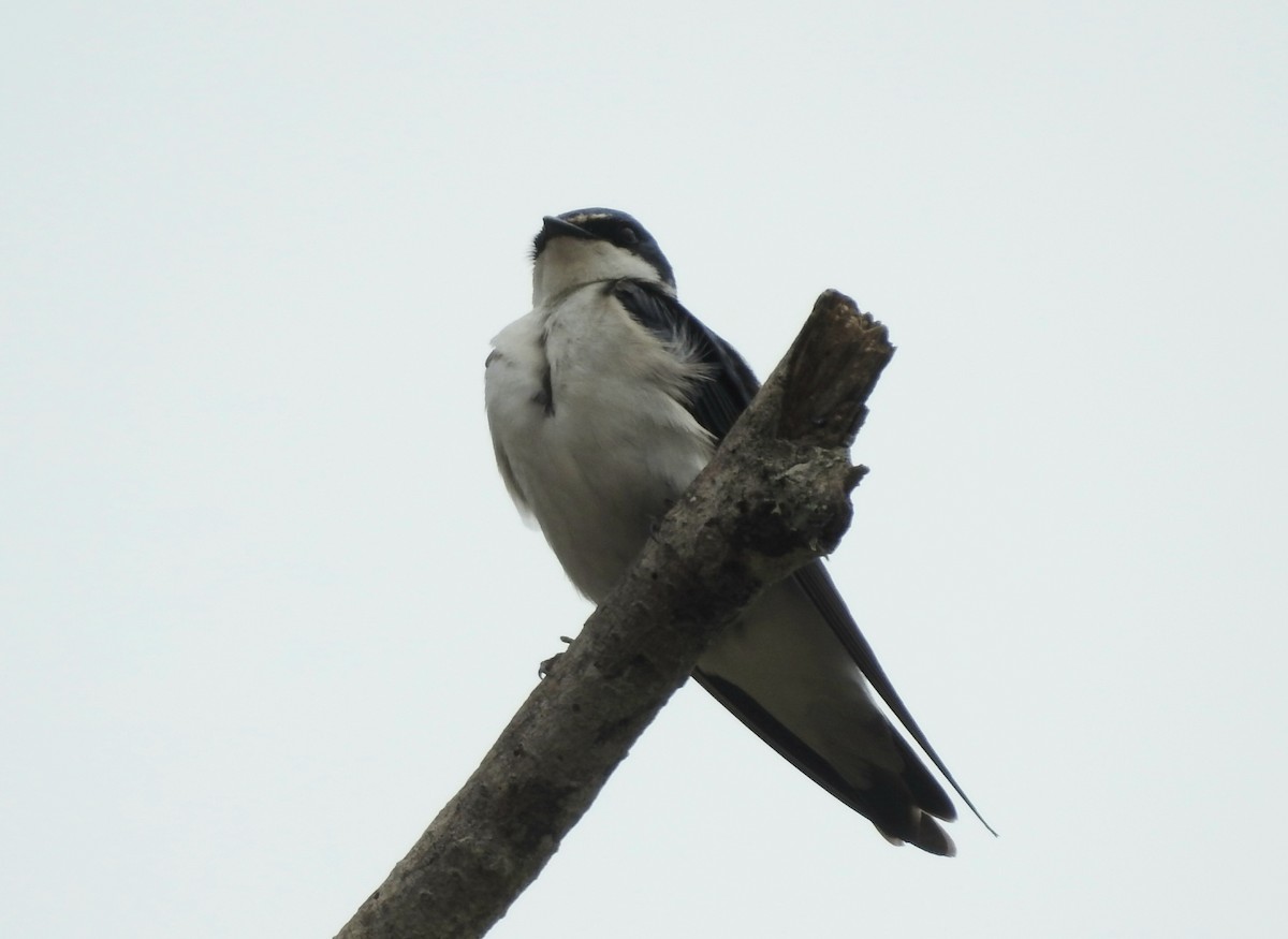 Hirondelle à diadème - ML646148037