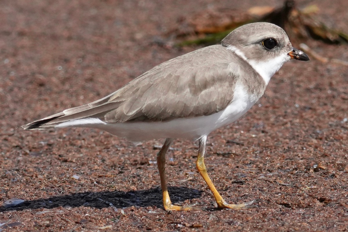 Semipalmated Plover - ML646148040