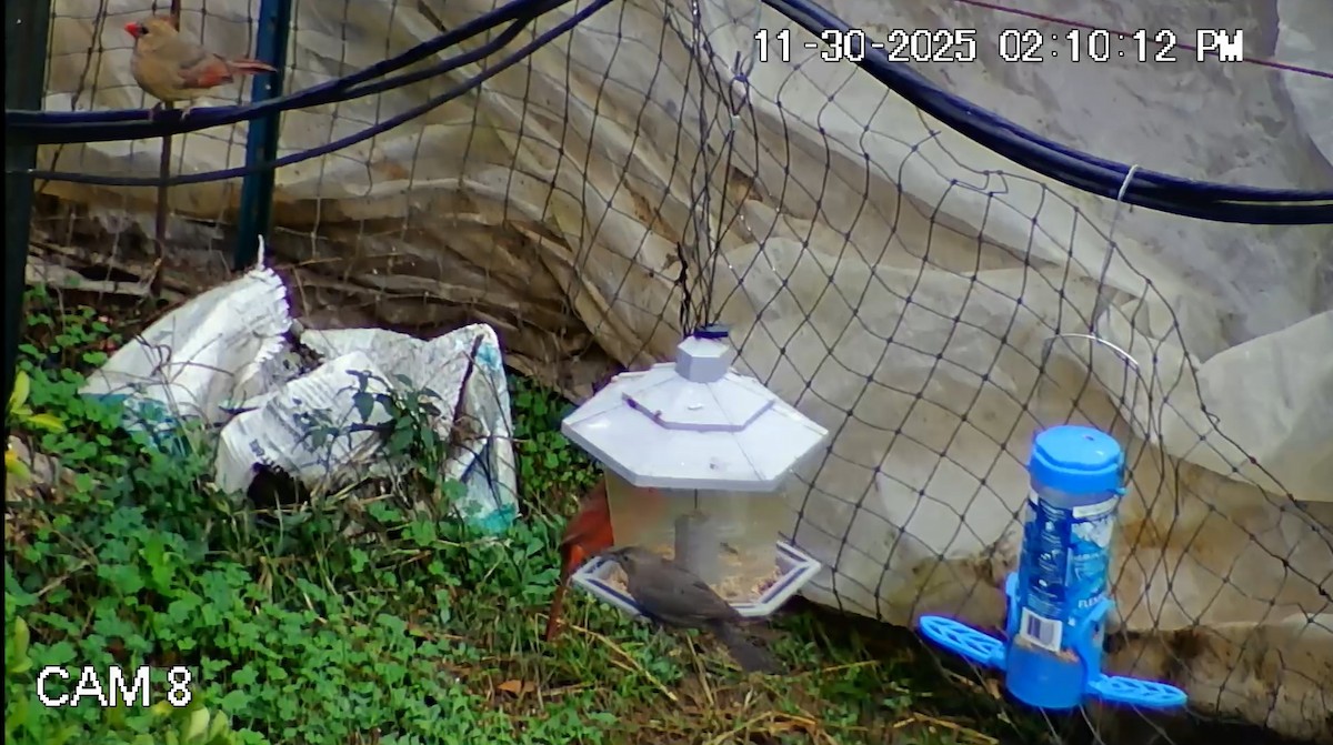 שחרורית חומת-ראש - ML646148042