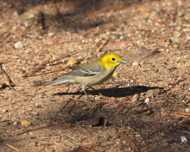 Paruline à tête jaune - ML646148049
