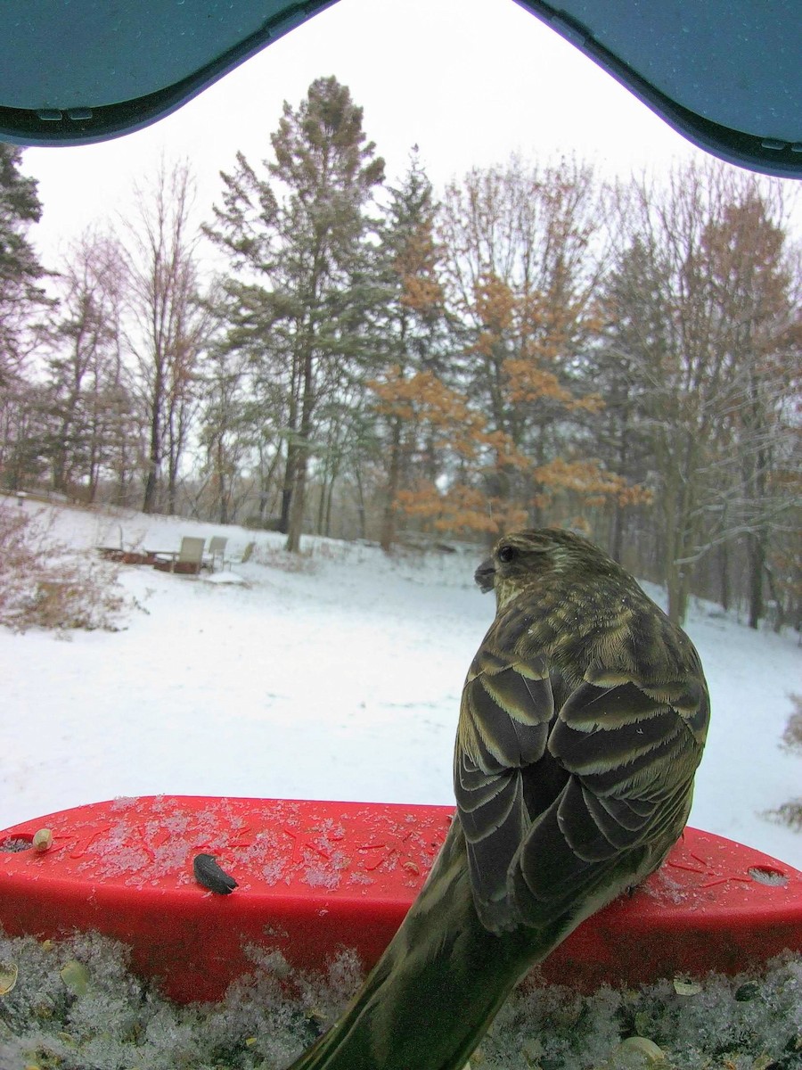 Purple Finch - ML646148050
