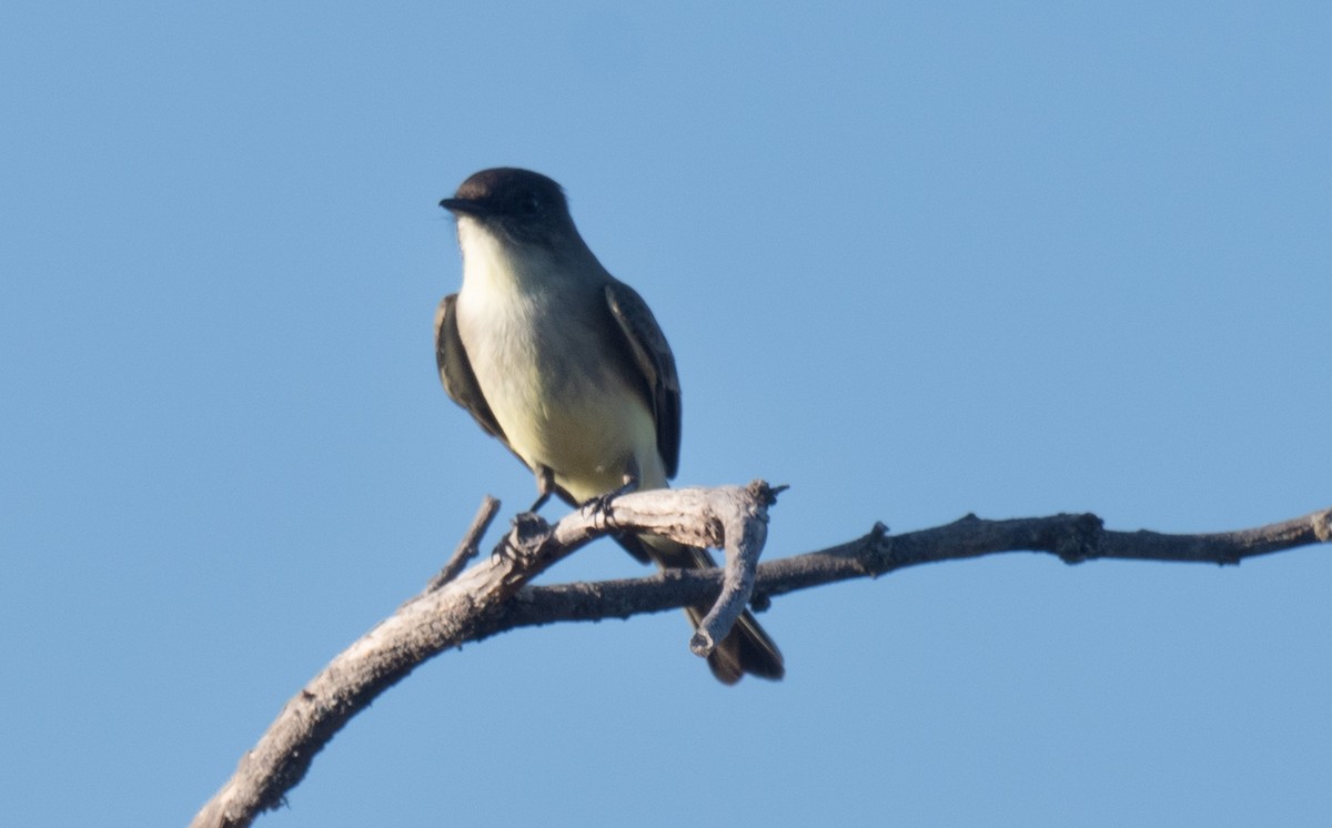 Weißbauch-Phoebetyrann - ML646148068