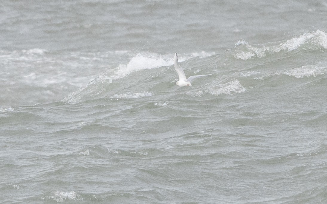 Gaviota de Bonaparte - ML646148069