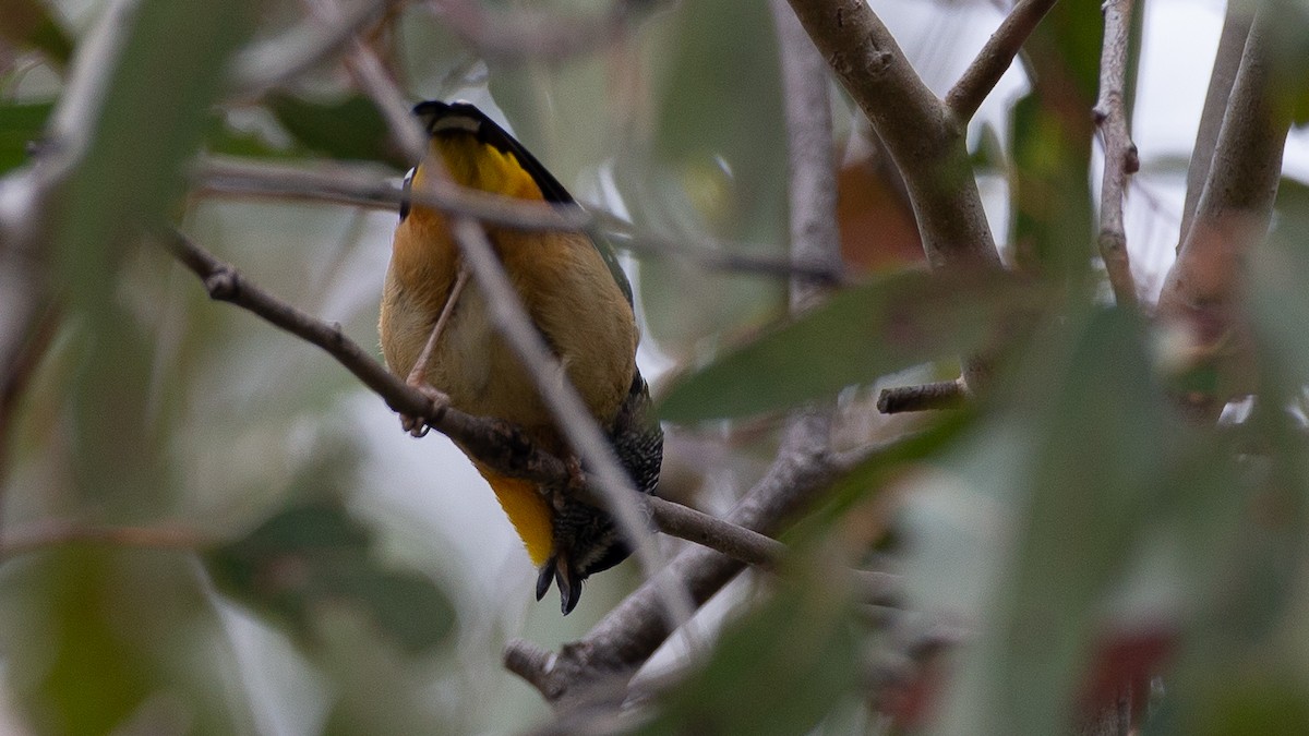 Spotted Pardalote - ML646148072