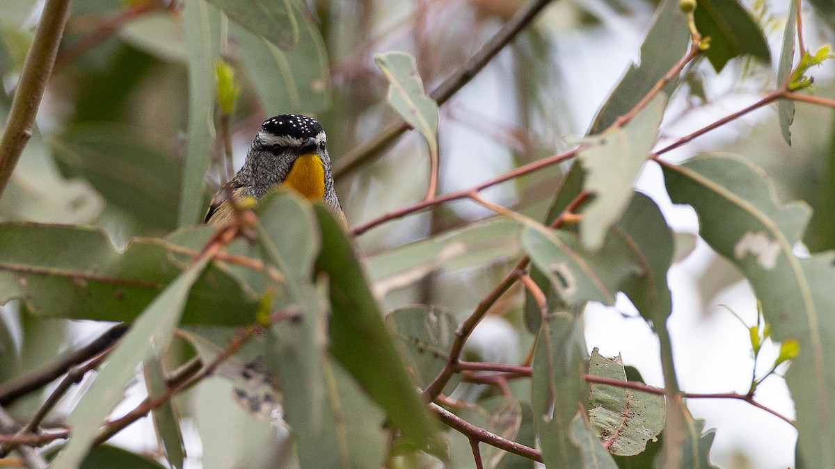 Spotted Pardalote - ML646148073