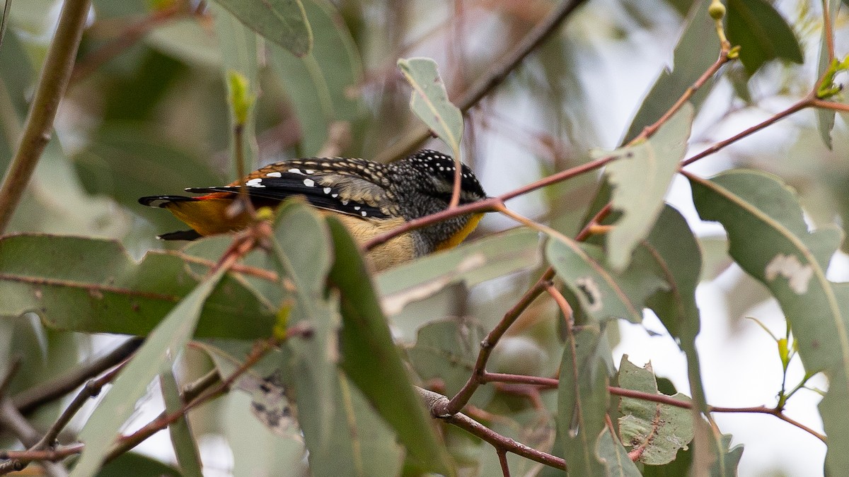 Spotted Pardalote - ML646148074