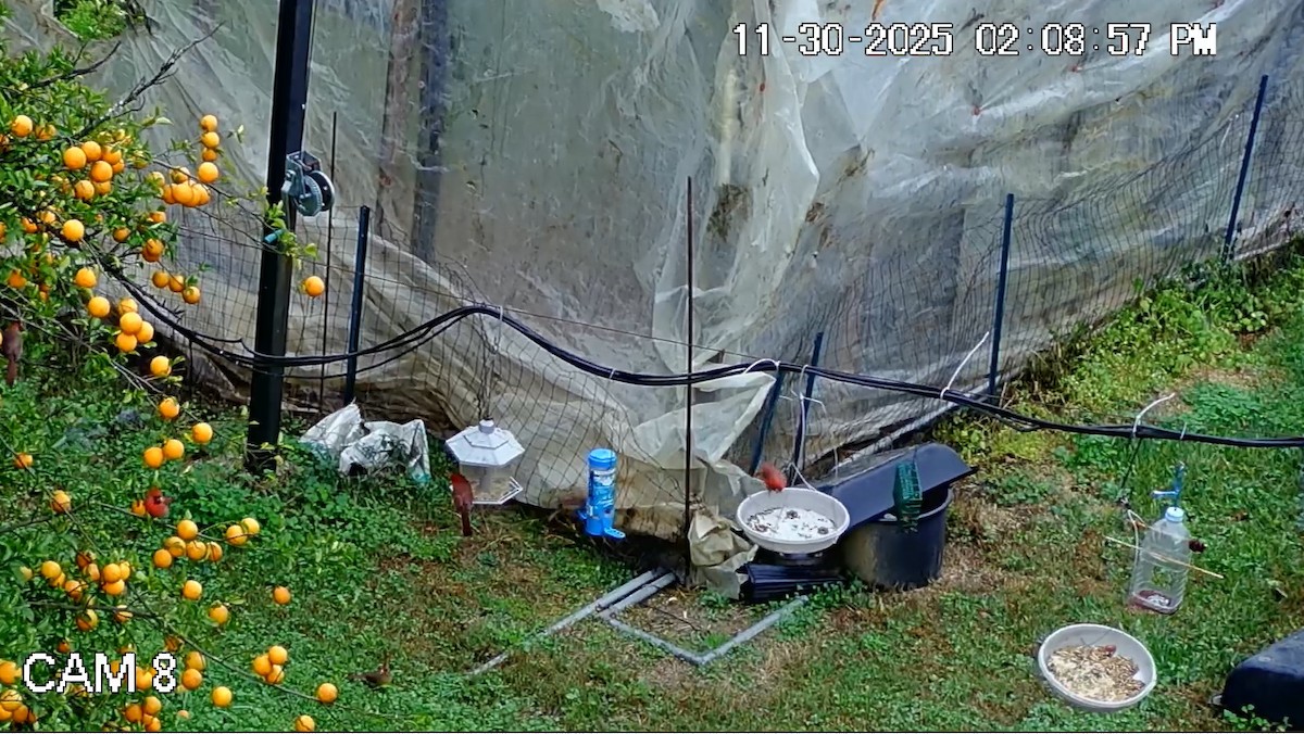 Northern Cardinal - ML646148076