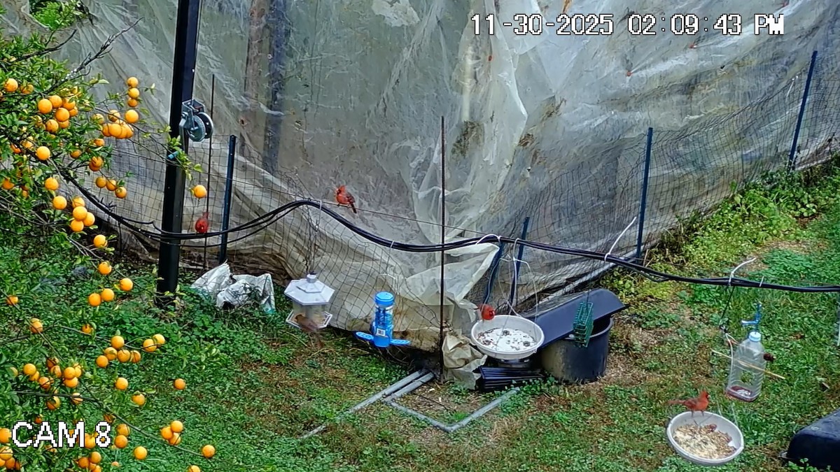 Northern Cardinal - ML646148077