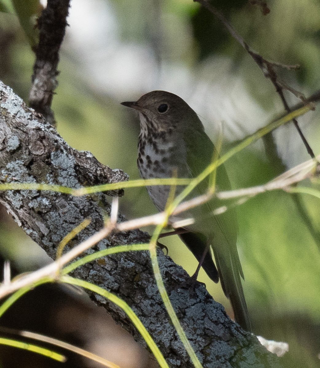 Einsiedler-Musendrossel - ML646148078