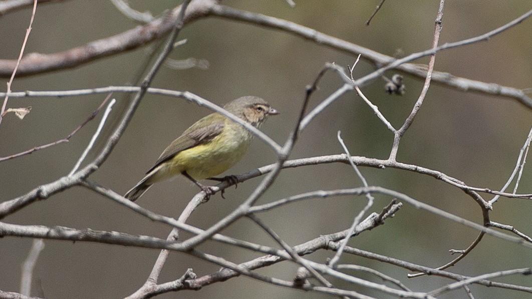 Weebill - ML646148080