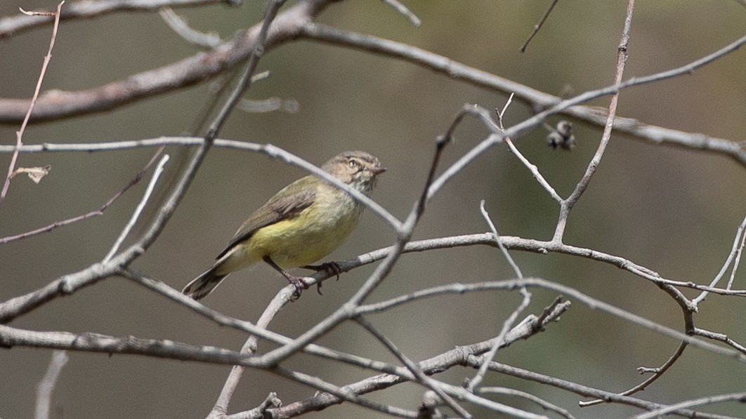 Weebill - ML646148081