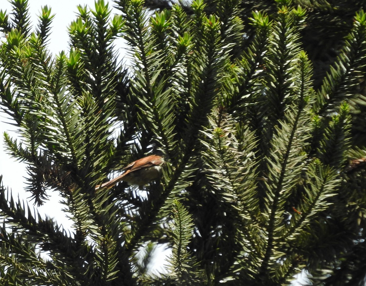 Araucaria Tit-Spinetail - ML646148092