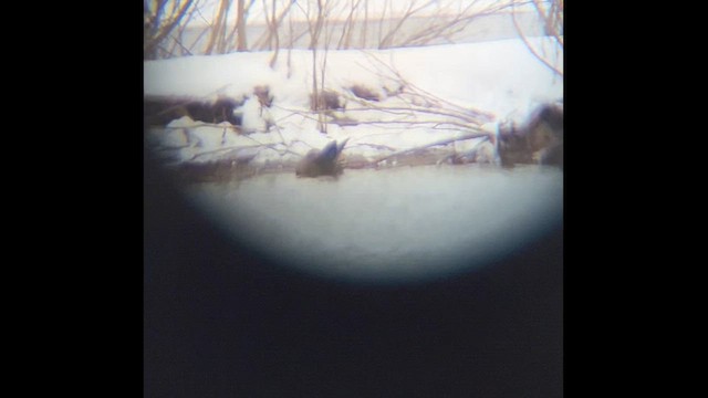 American Black Duck - ML646148101