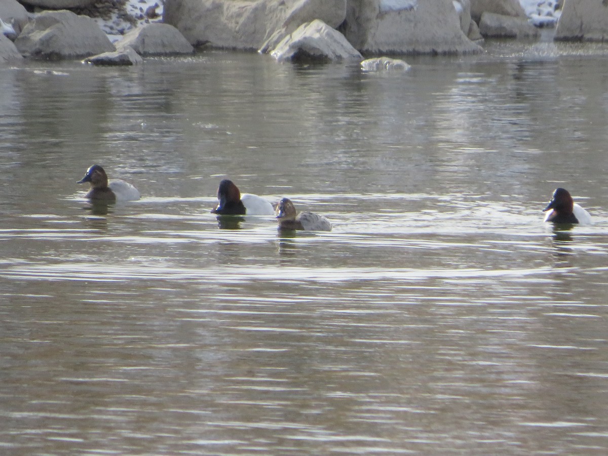 Fuligule à dos blanc - ML646148102