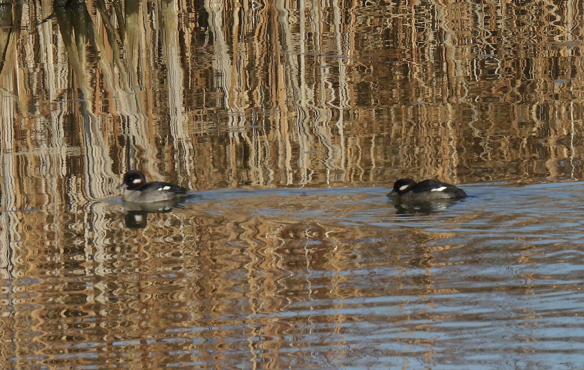 Bufflehead - ML646148103