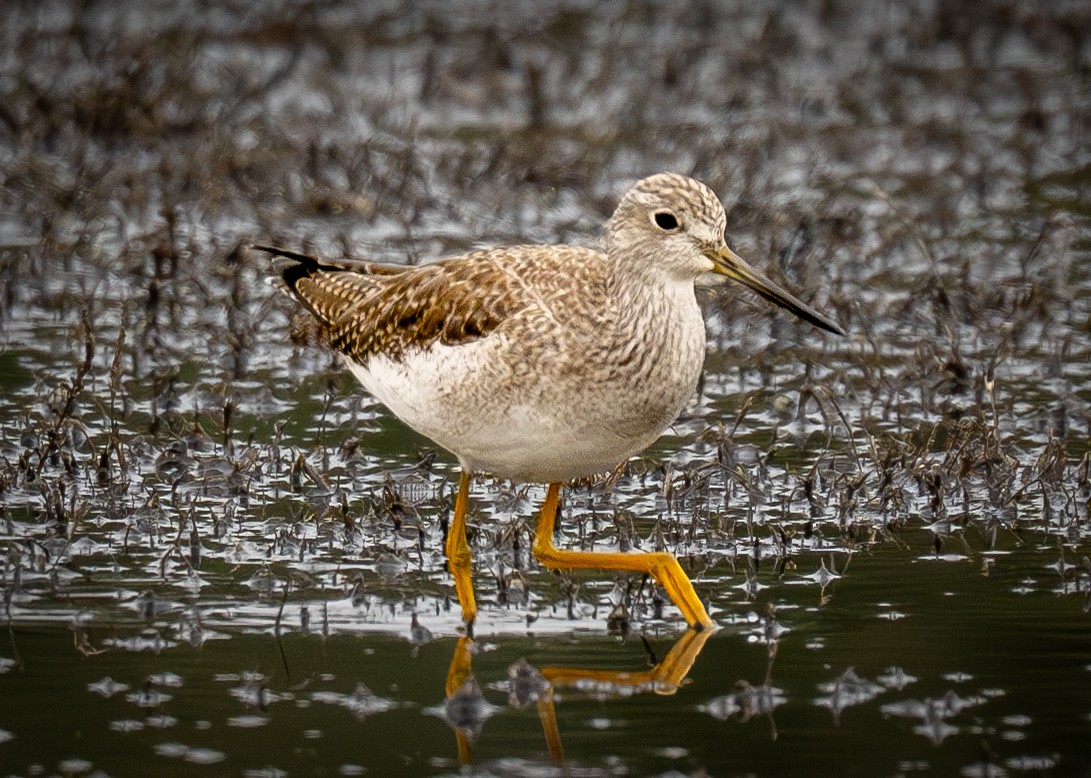 Tüpfelgelbschenkel - ML646148114