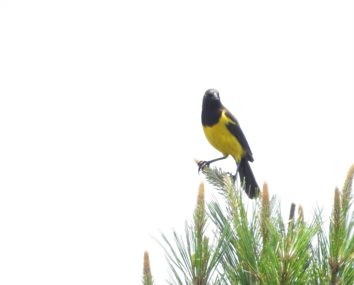 Мочарець жовтогузий - ML646148117