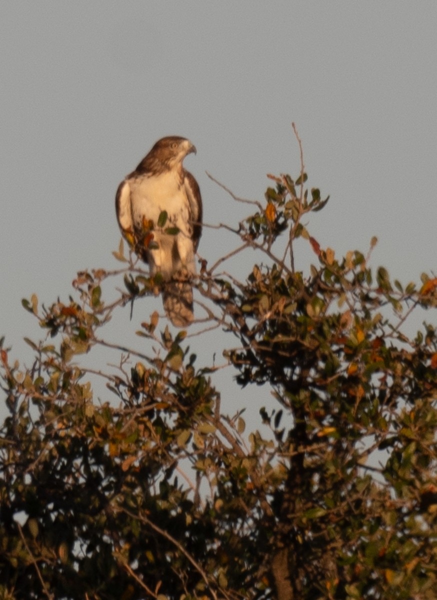 Rotschwanzbussard - ML646148118