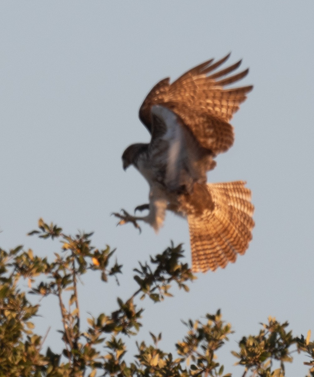 Rotschwanzbussard - ML646148119