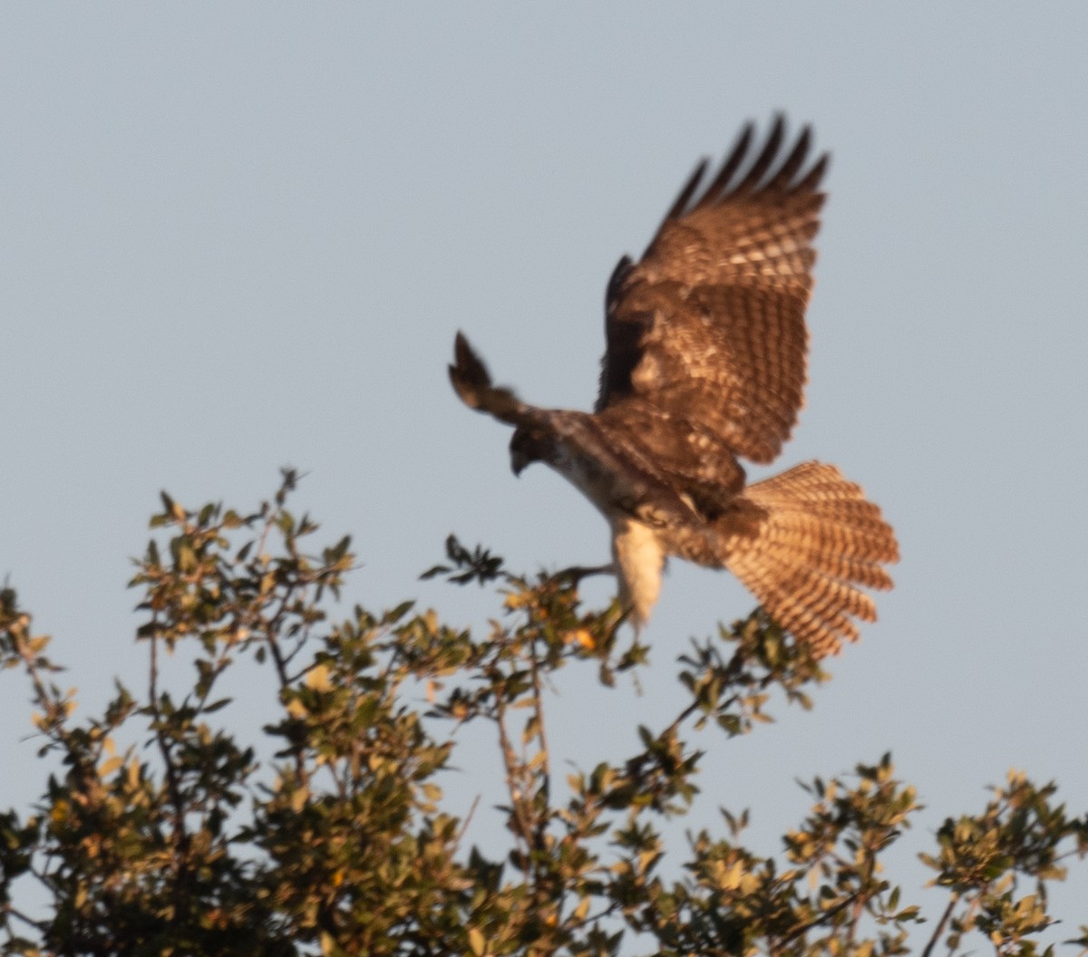 Rotschwanzbussard - ML646148120