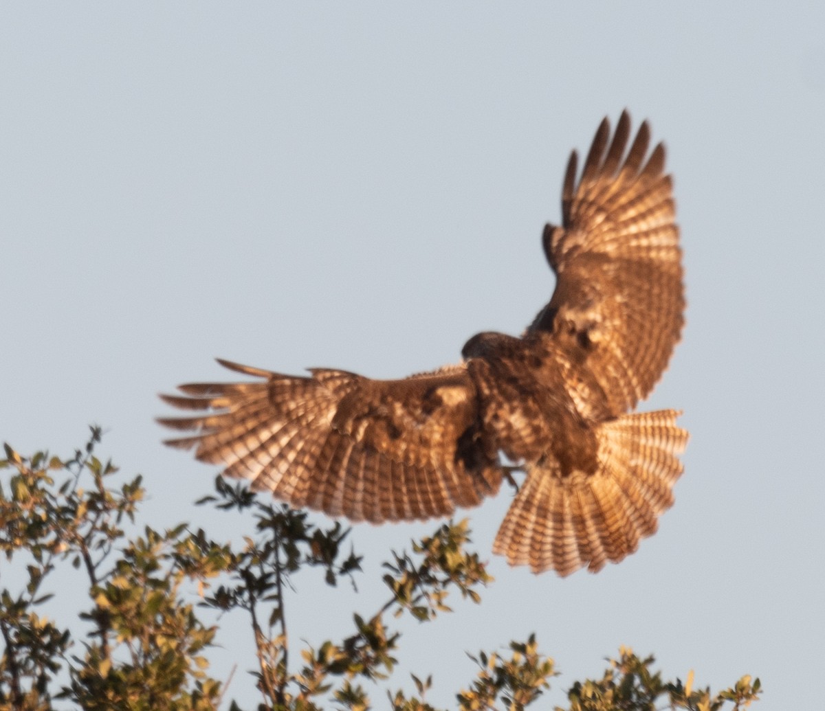 Rotschwanzbussard - ML646148121