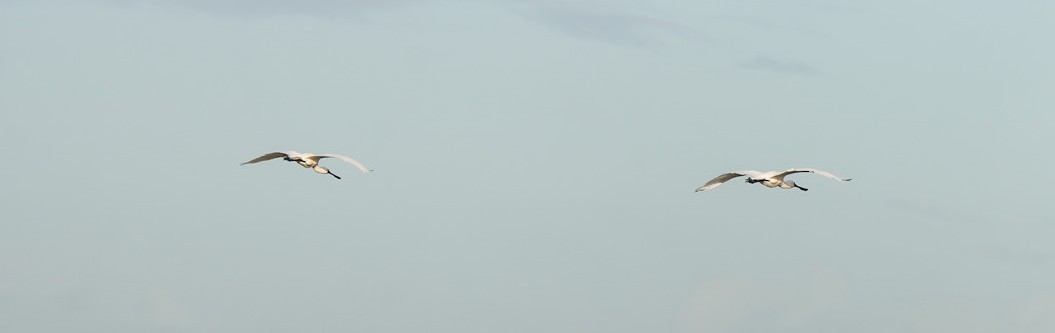 オーストラリアヘラサギ - ML646148123