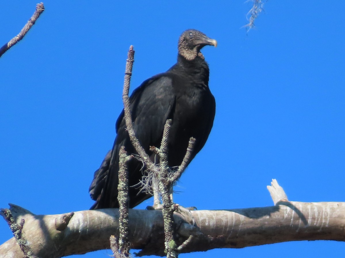 Black Vulture - ML646148126