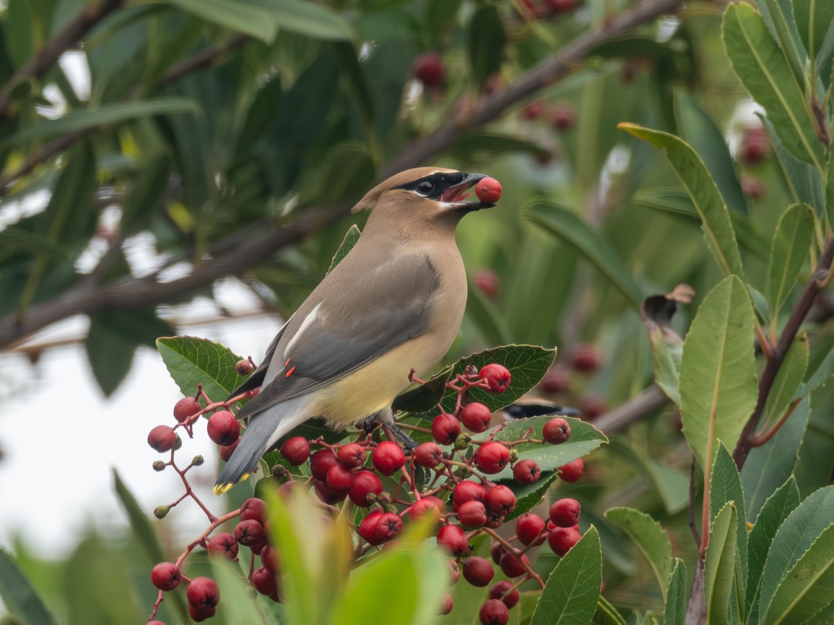 Cedar Waxwing - ML646148128
